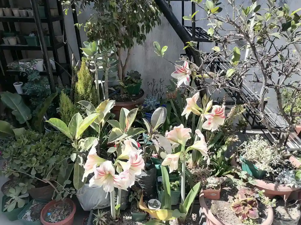 Flores de guatemala