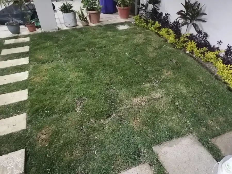 Grama china o zoysia