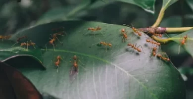 hormigas de jardín