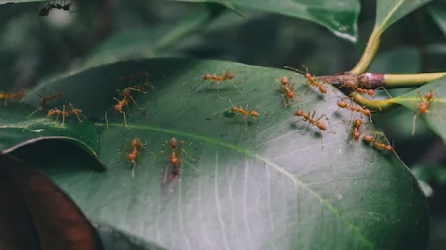 hormigas de jardín