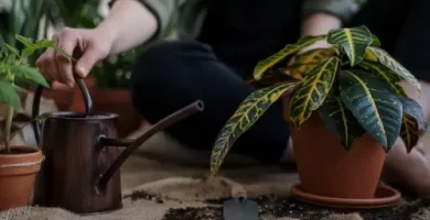 regar plantas