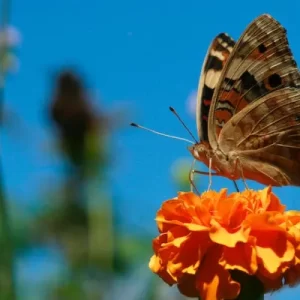 jardín para atraer animales
