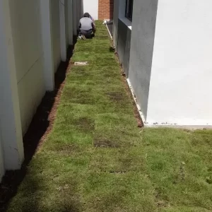 instalación de grama en tepe