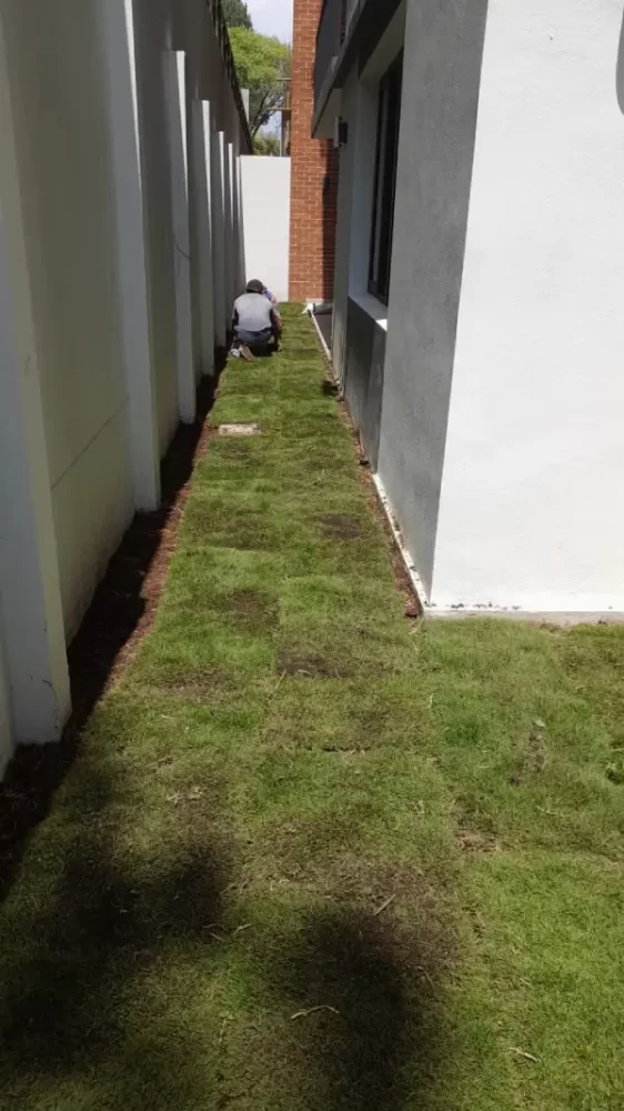 instalación de grama en tepe