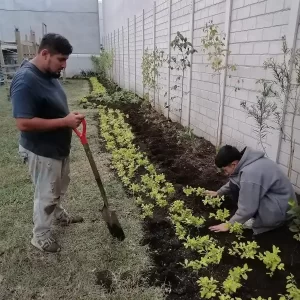 plantación de plantas
