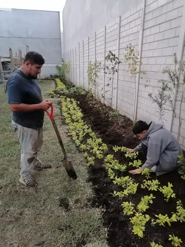 plantación de plantas