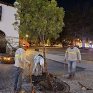 Siembra de arboles en cayala