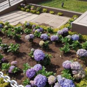 Jardinera de ortenzias
